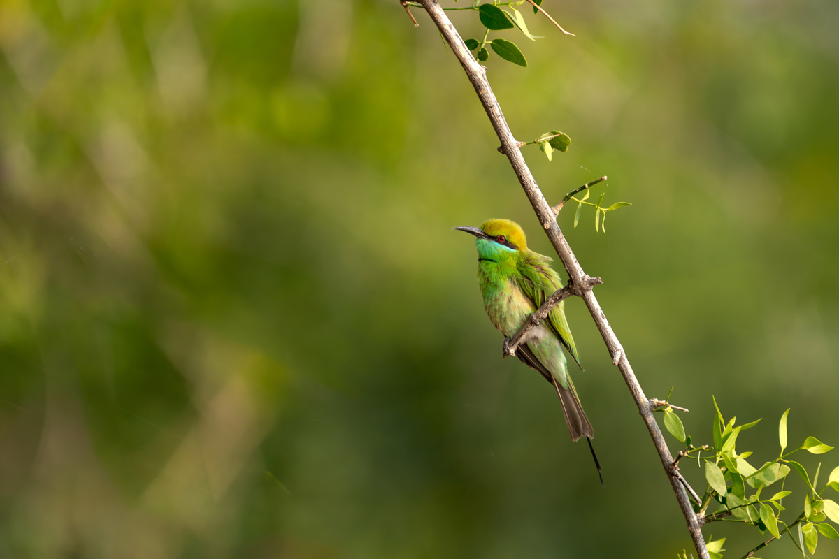 Limelight Perch Kavya Ahmedabad Gujarat Creative Hut