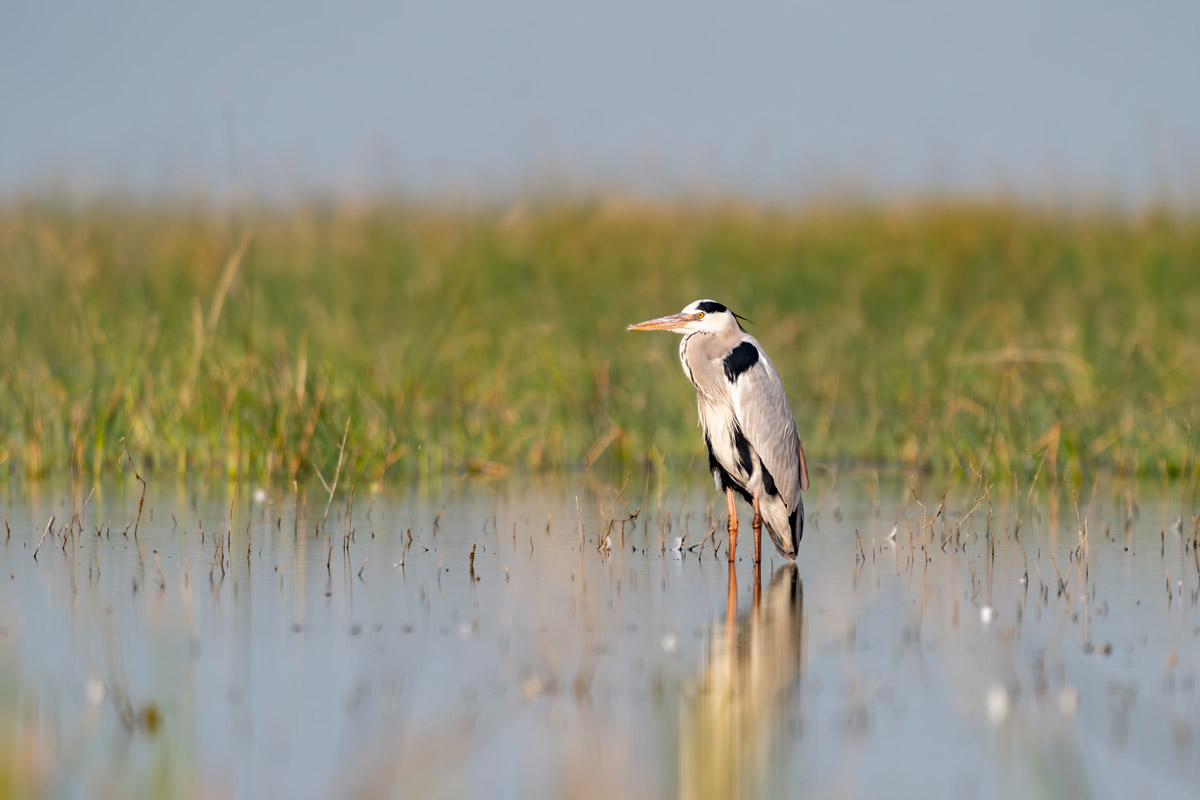 Marsh Maestro Kavya Ahmedabad Gujarat Creative Hut