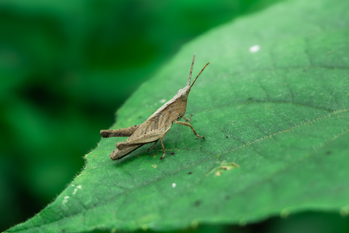 Image of a grasshopper.