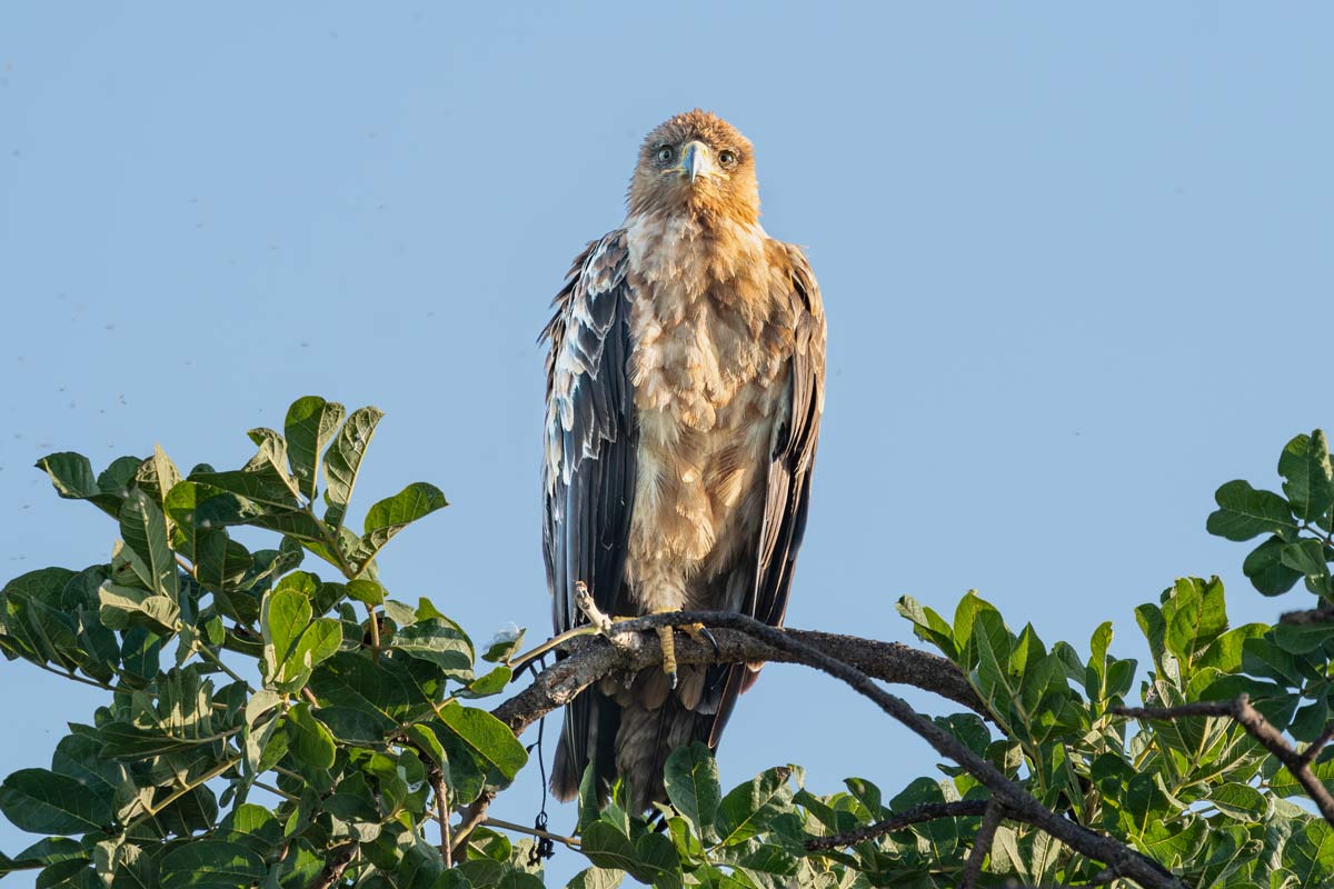 Sky Monarch Kavya Ahmedabad Gujarat Creative Hut