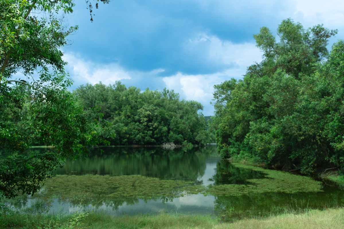 Landscape of Thonikkadavu.