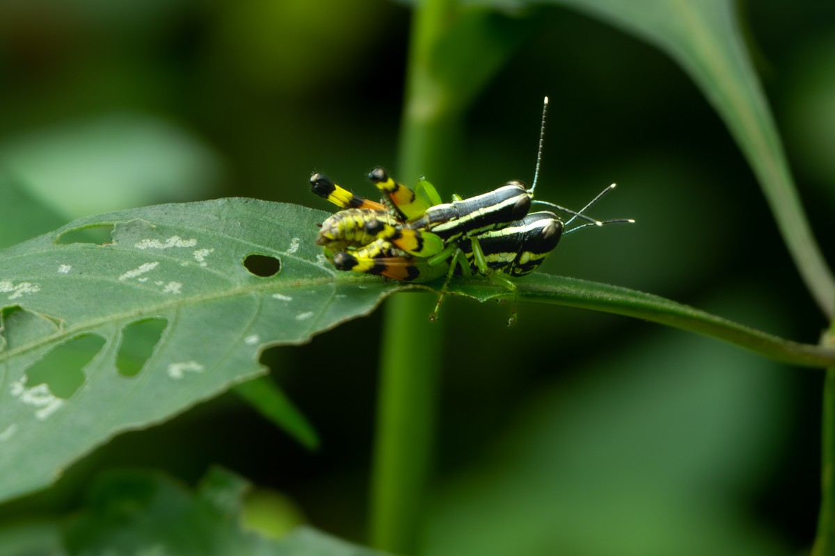 Image of mating grasshoppers.