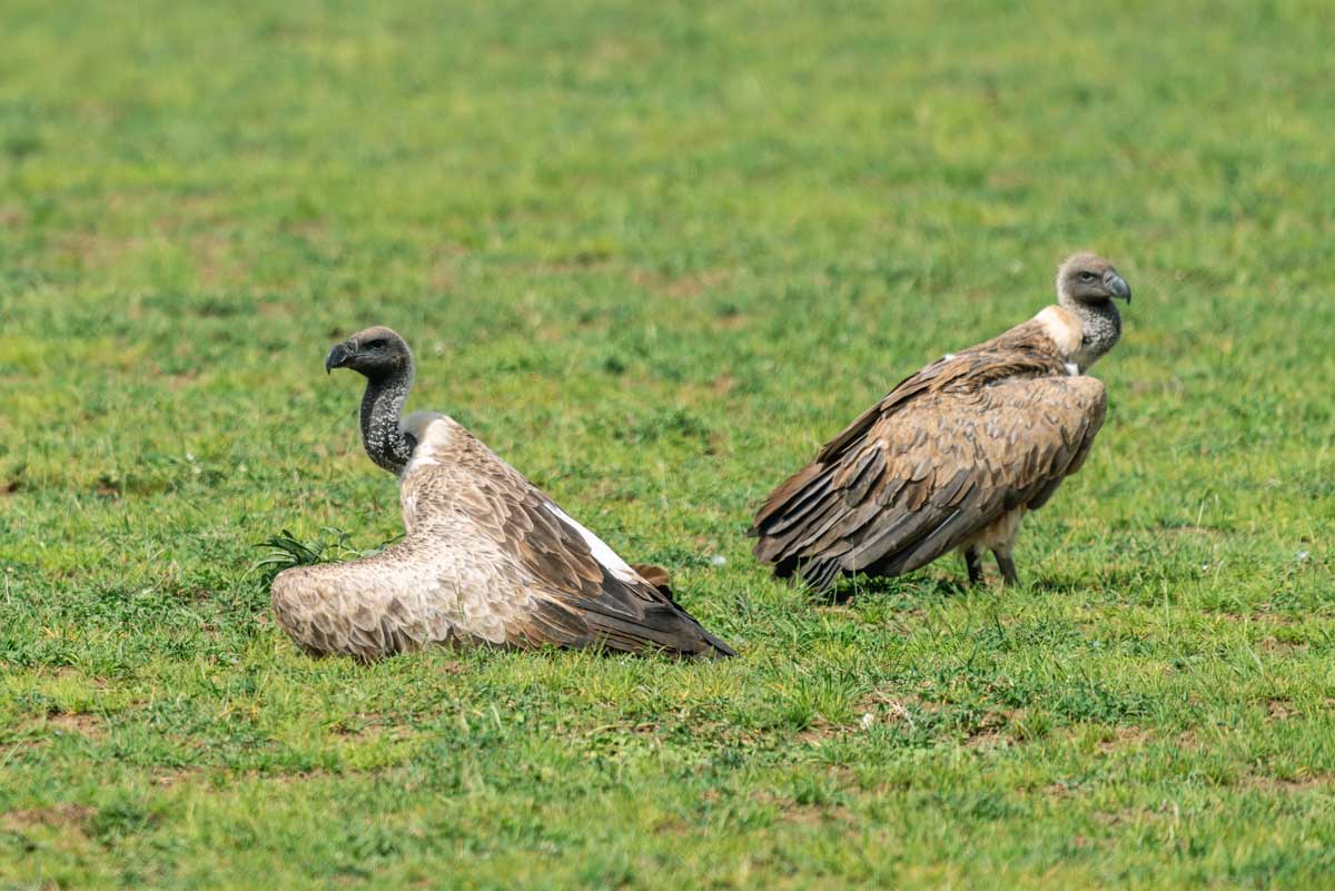 Vulture Vigil Kavya Ahmedabad Gujarat Creative Hut