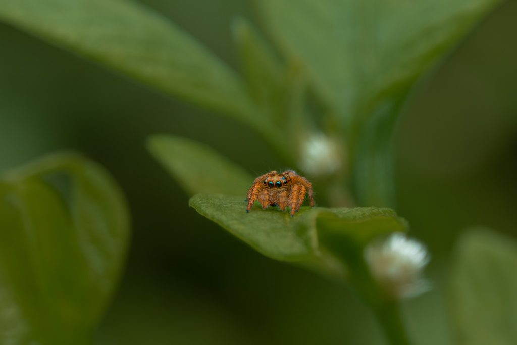 Arachnid Alert Mewari Umsong Meghalaya Creative Hut