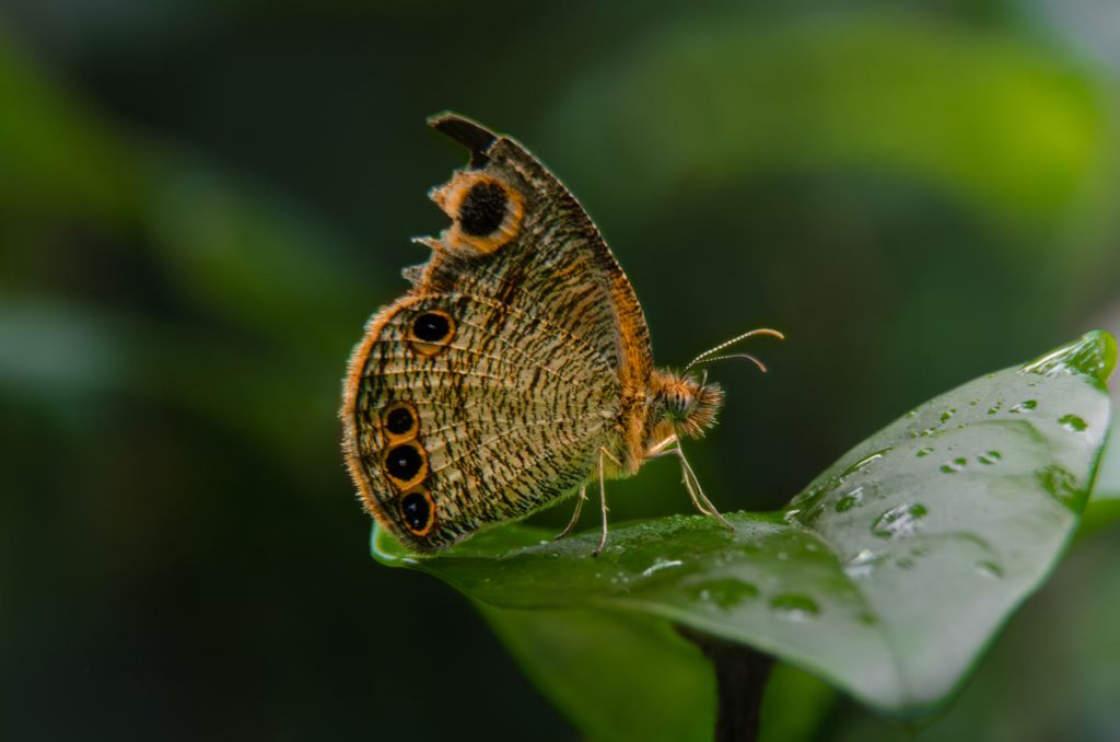 Ethereal Beauty Mewari Umsong Meghalaya Creative Hut