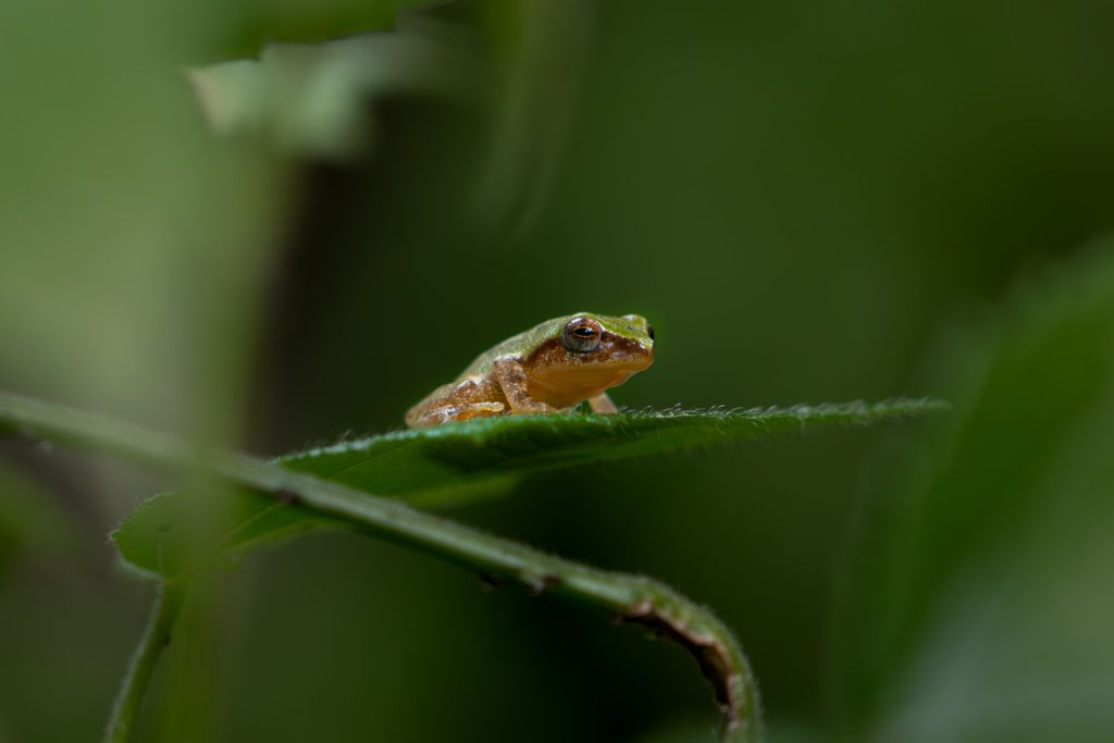 Frog Haven Mewari Umsong Meghalaya Creative Hut