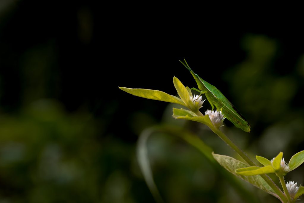 Grasshopper Gaze Mewari Umsong Meghalaya Creative Hut