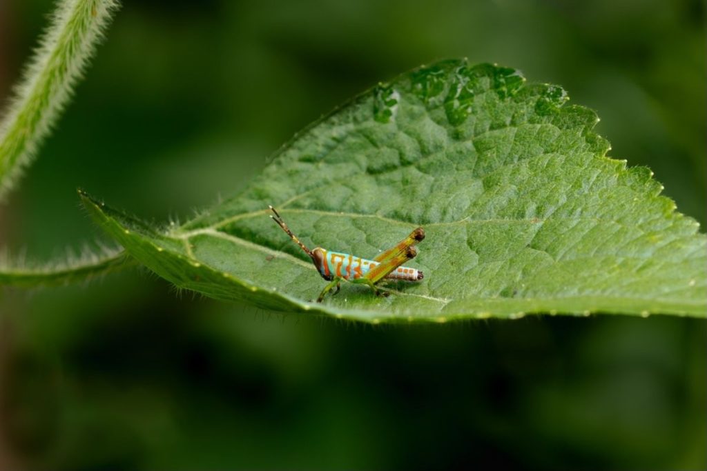 A colorful insect resting on a green leaf.