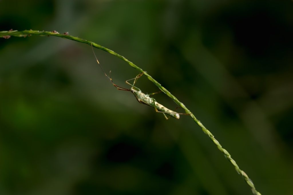 An insect  hanging on a curved stem.