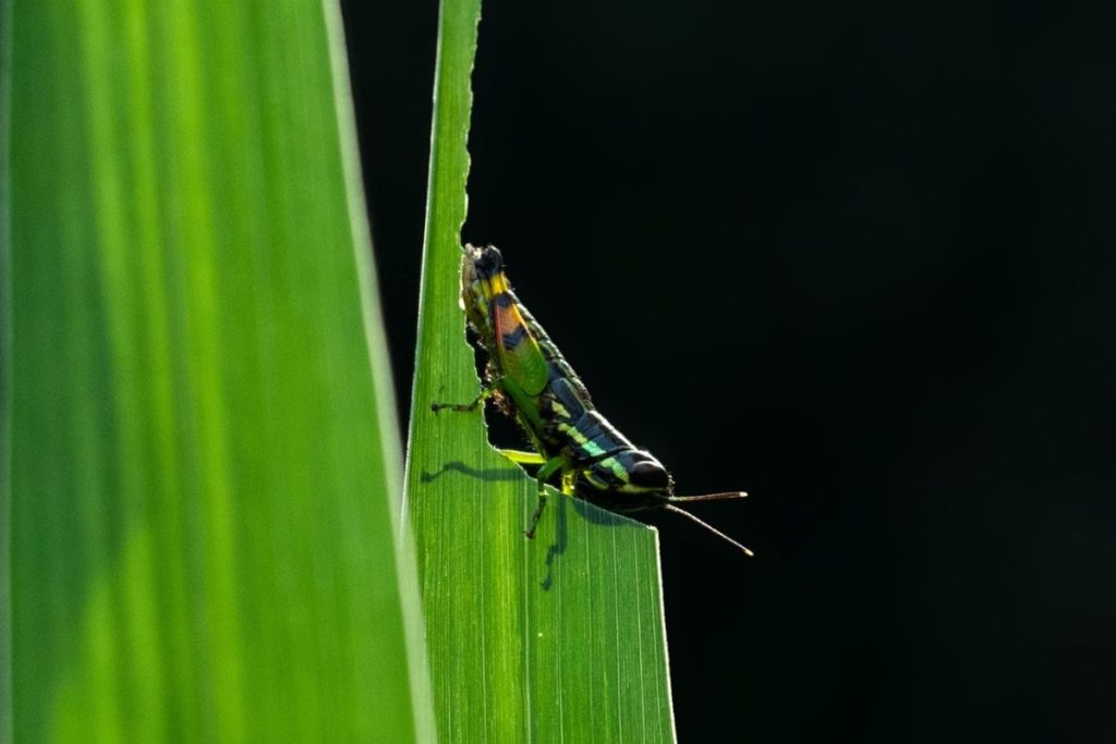 A colorful insect eating green leaves