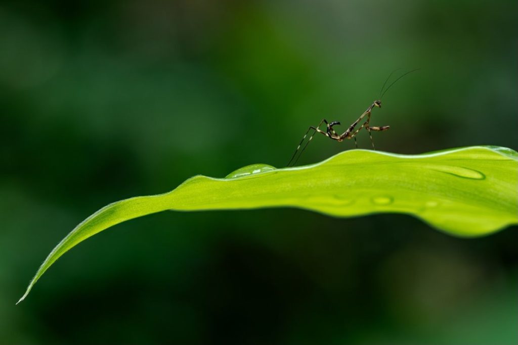 An insect sitting on a green curved leaf.