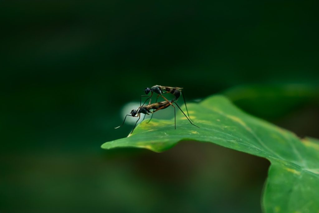 An insect mating on a green leaf.