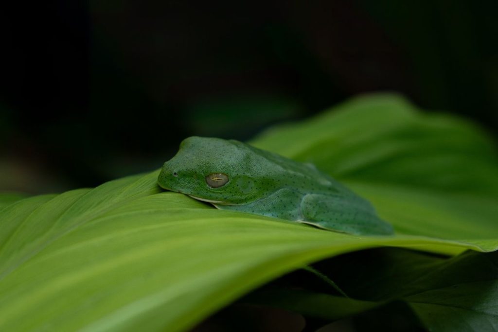 A green frog resting on a green leaf.