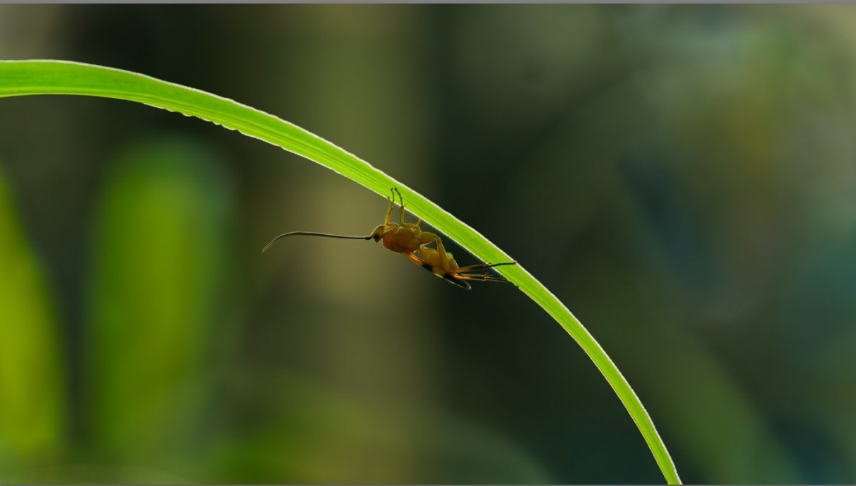 A honeybee was taking rest under leaf