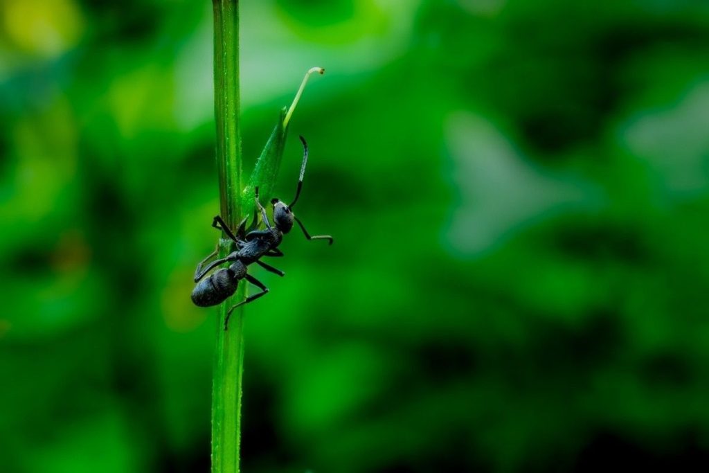 An Ant searching for food.