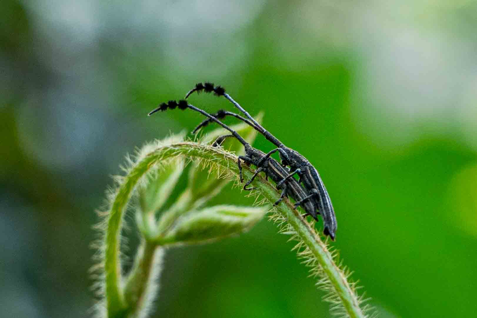 two Insects on the green stem