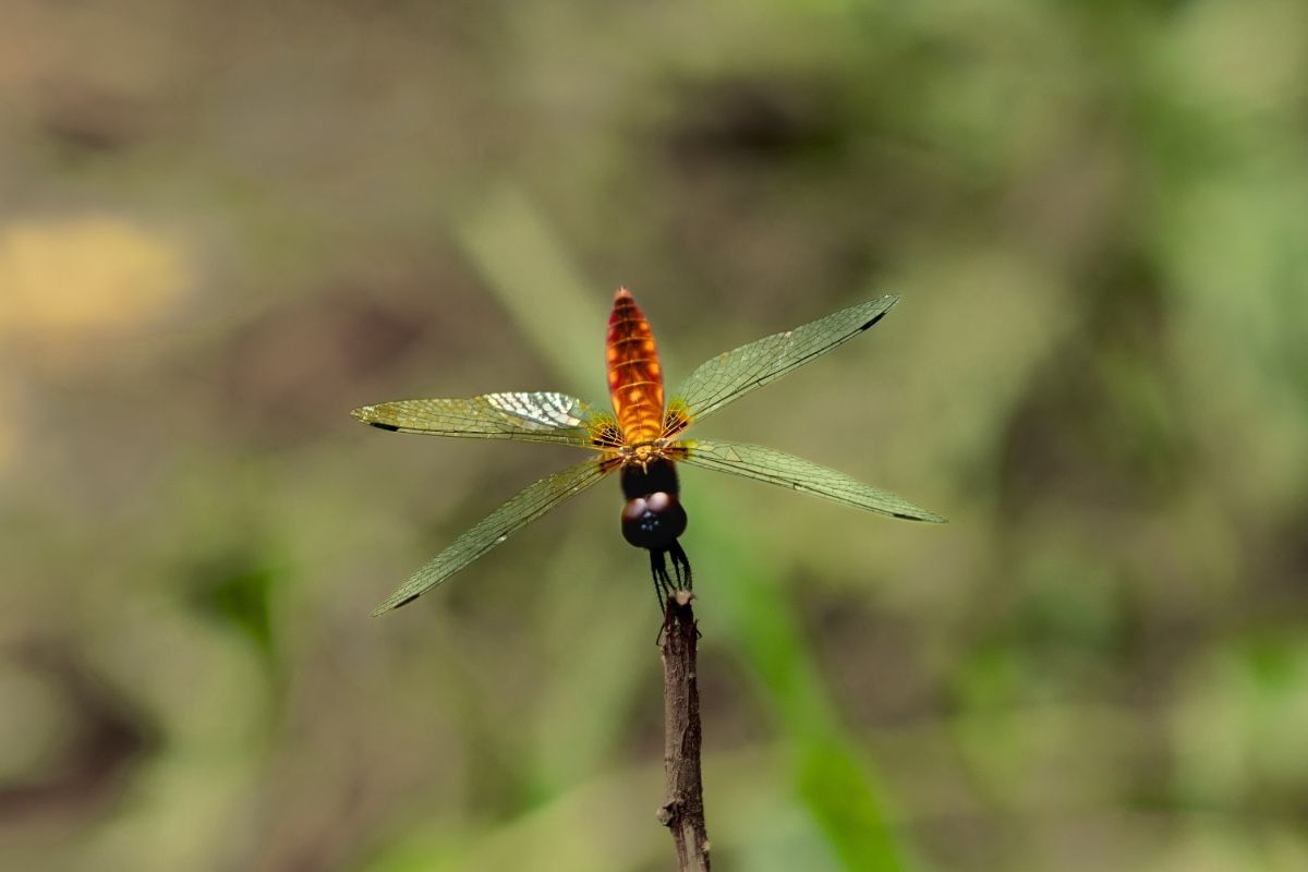 golden color dragonfly on the wooden stick 