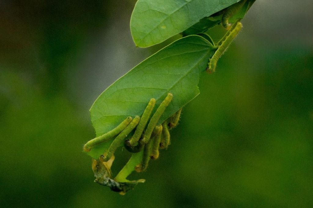 Group of caterpillar eating a leaf