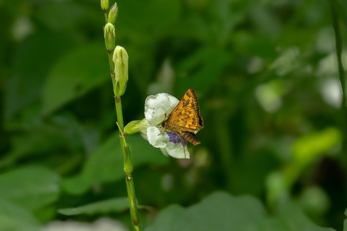 orange butterfly sitting on a white flower