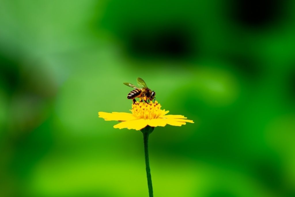 A honey bee collecting nectar.