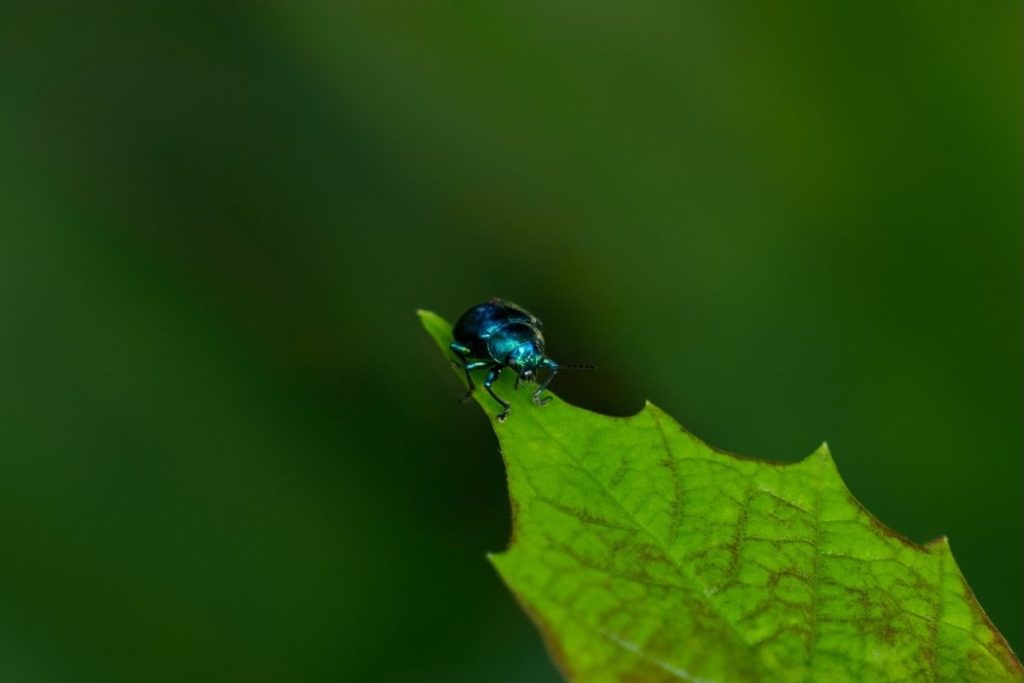 Blue beetle sitting on a leaf 