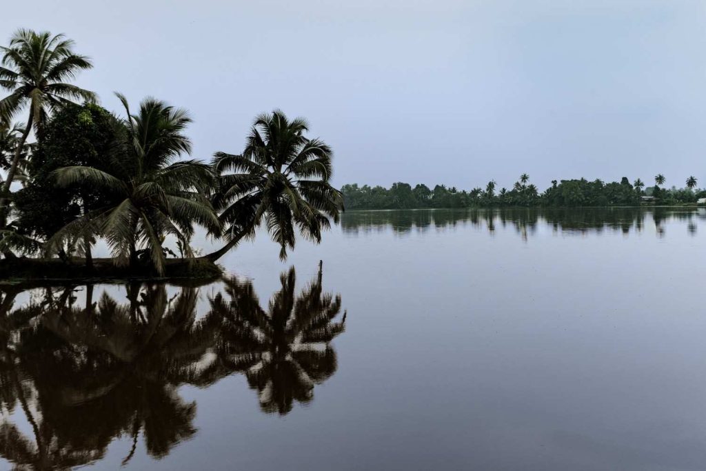 bended coconut tree towards water