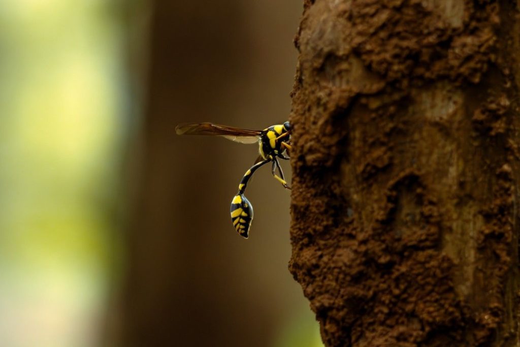 Yellow-black wasp building nest on tree.