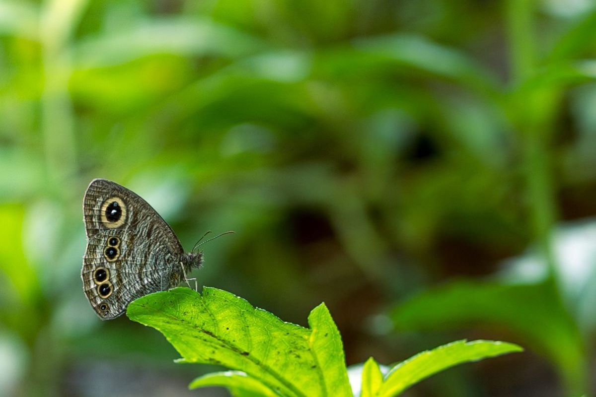 Five-ring butterfly on leaf-edge