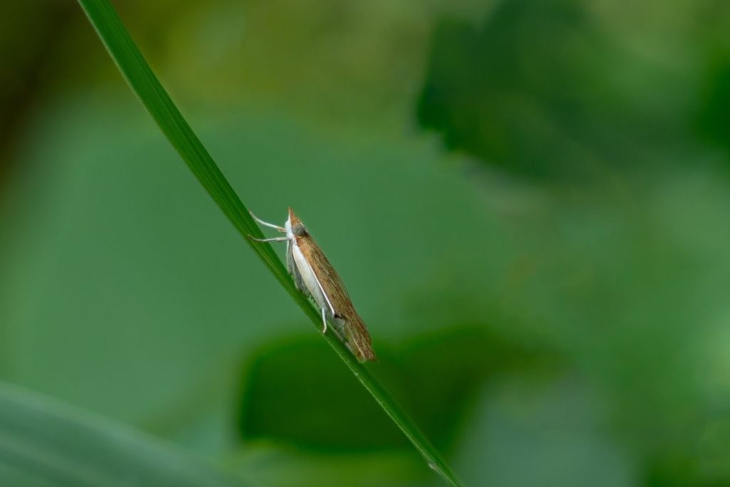 White and grey moth resting in leaf