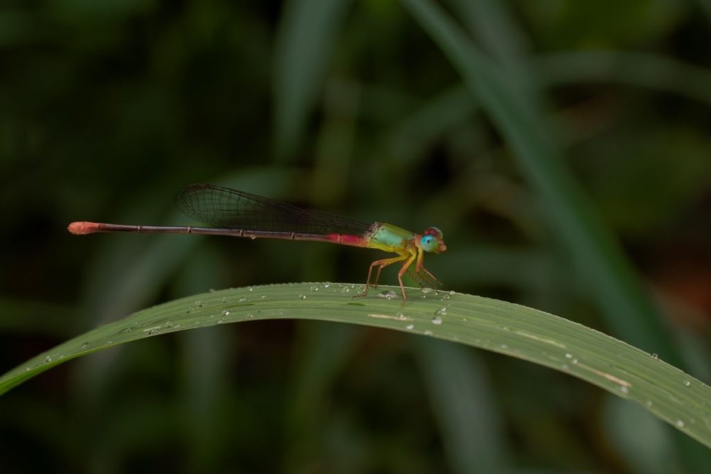 A dragonfly sitting on a leaf. 