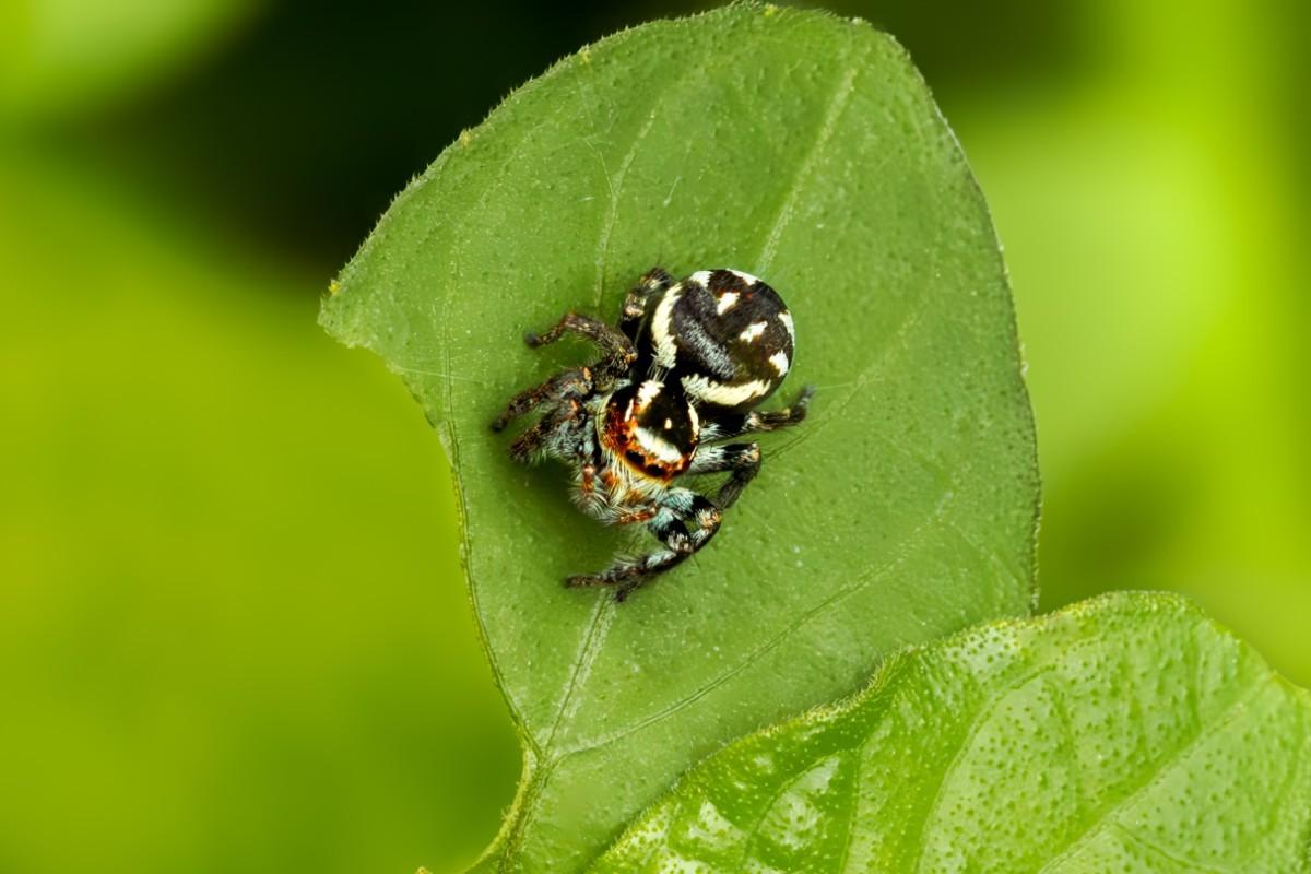 black and white spider on a torn leaf