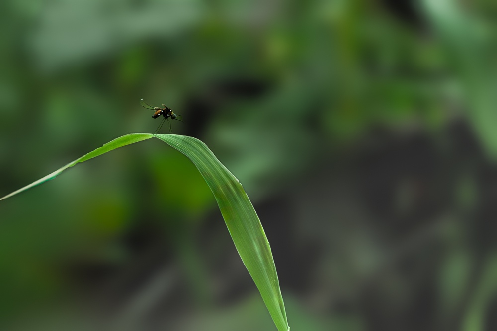 black and white dotted  mosquito