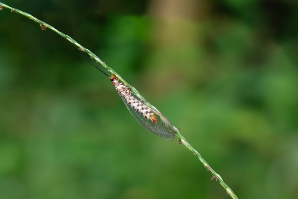 lacewing moving on a stem