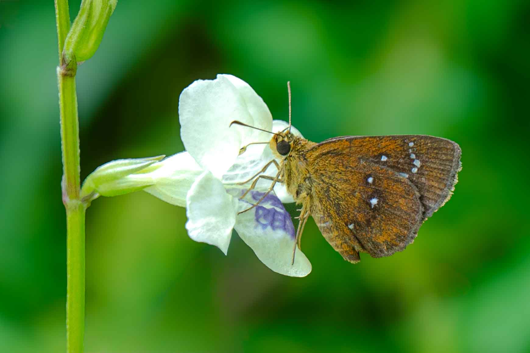 butterfly on white flower