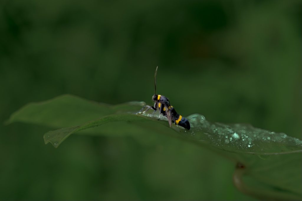 moth on the leaf