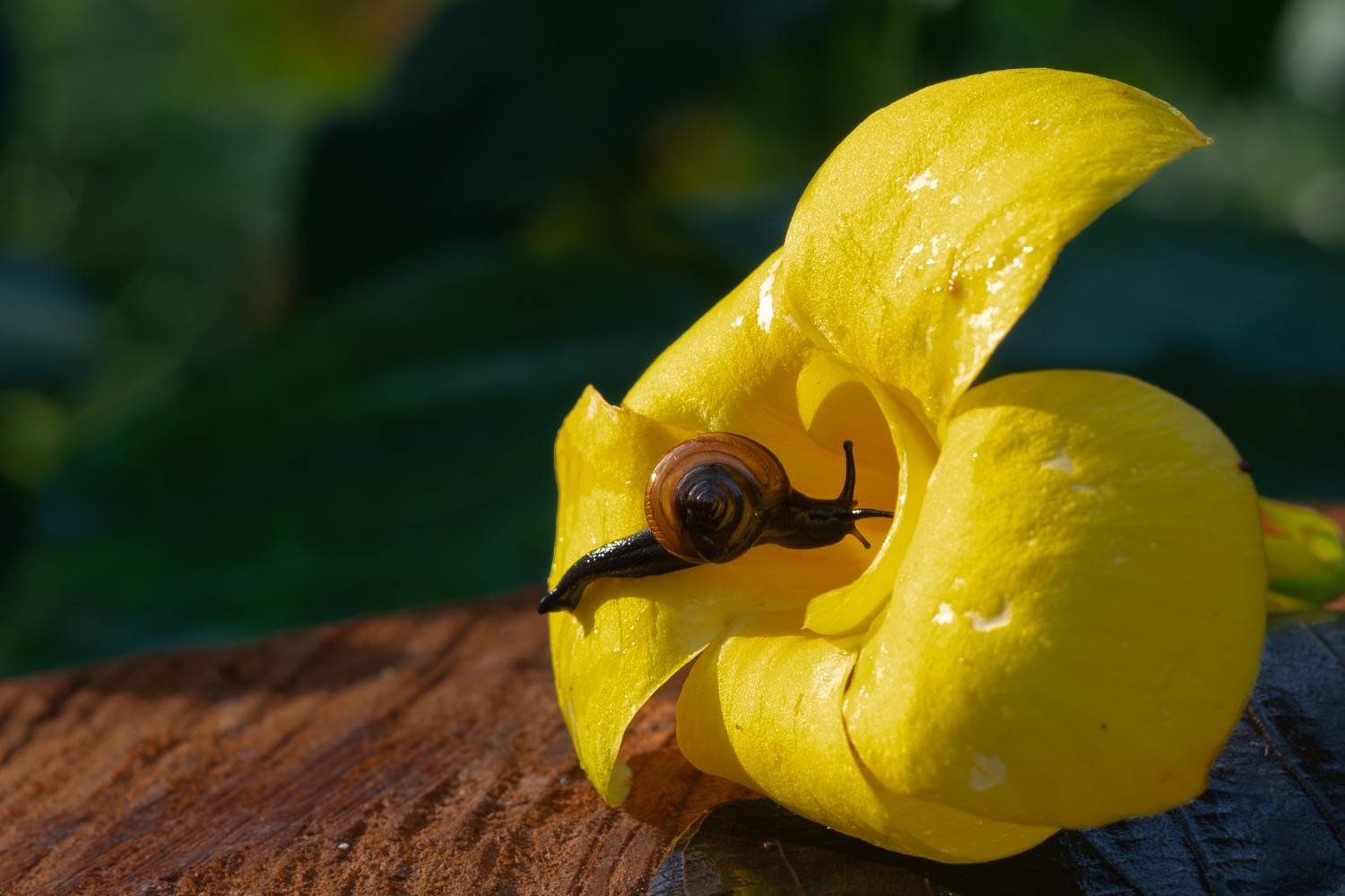 snail entering into the flower