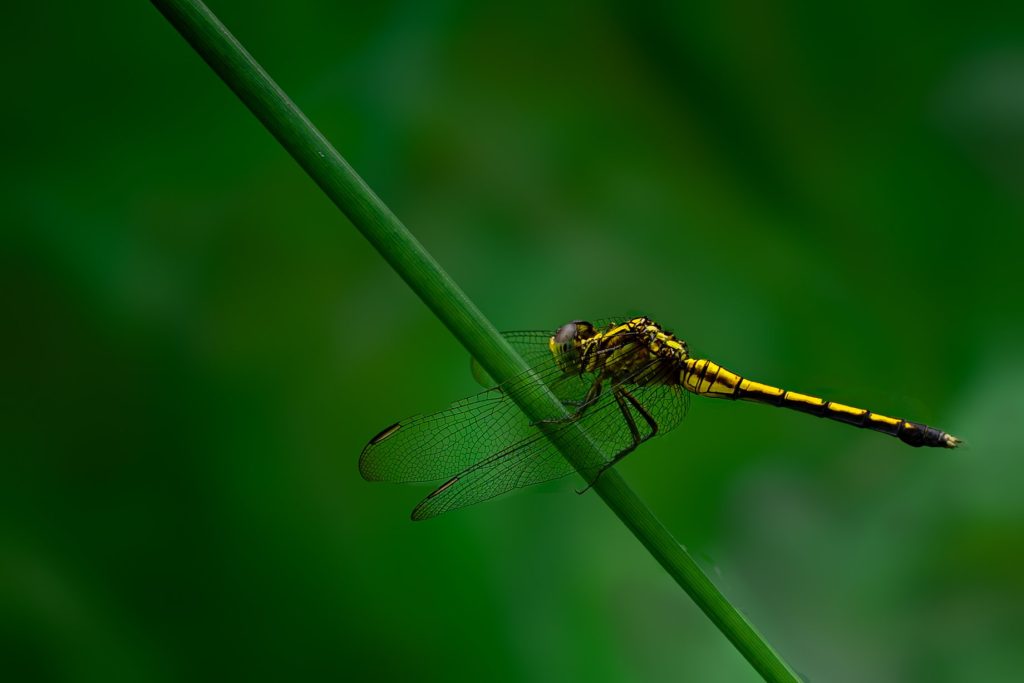 A dragonfly on a branch.