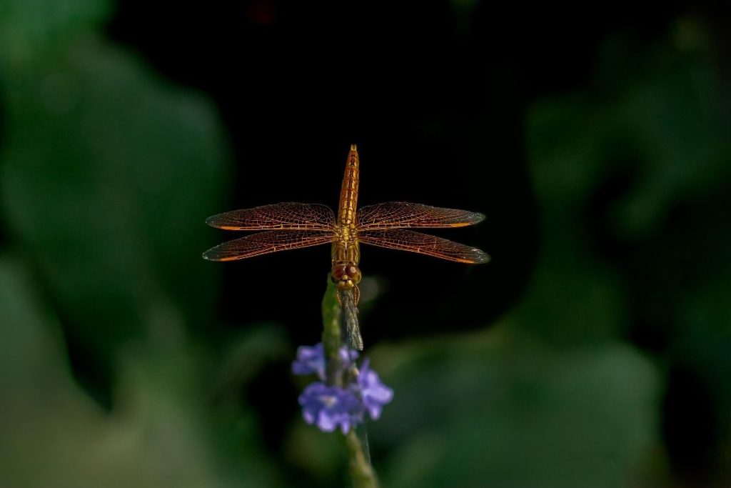 An orange dragonfly shining in the sunlight