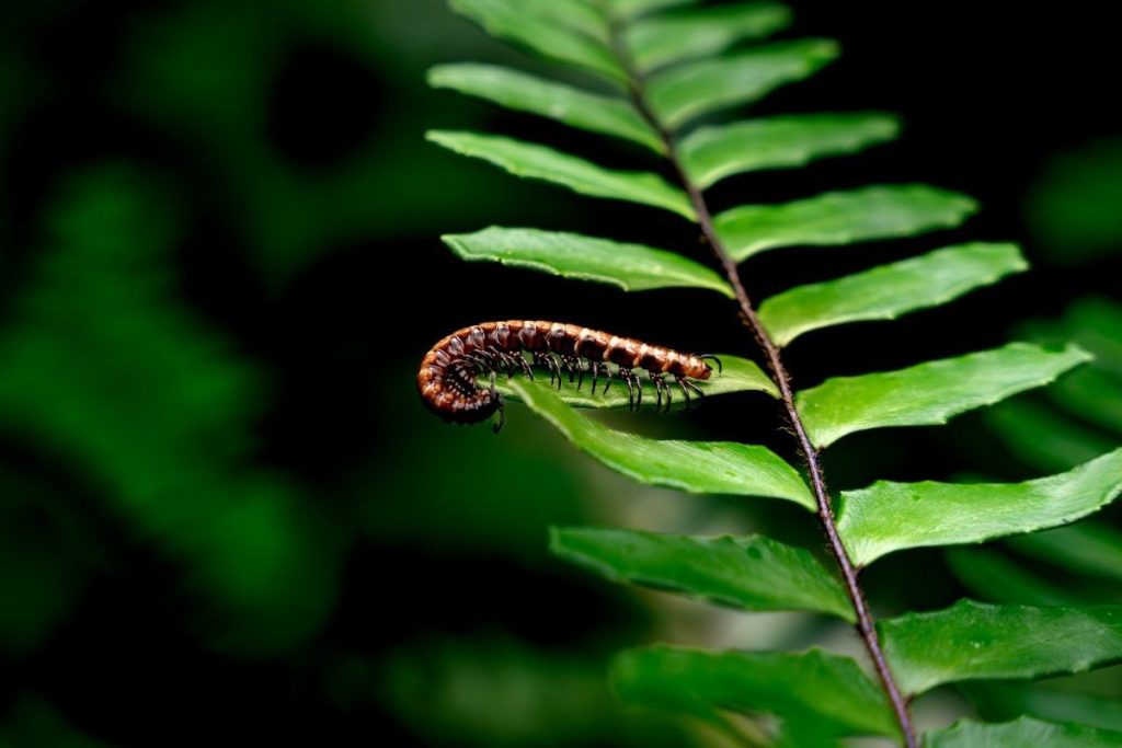 Curled millipede fern