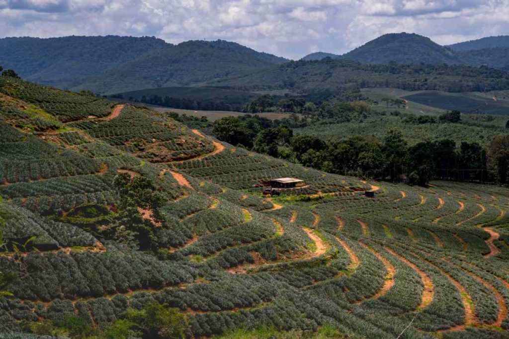 Green terraced fields