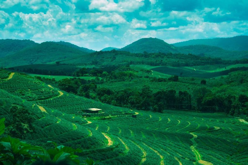 Green terraced fields