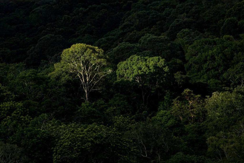 sunlight falling upon on a tree