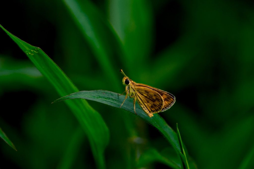 A butterfly on a grass blade.