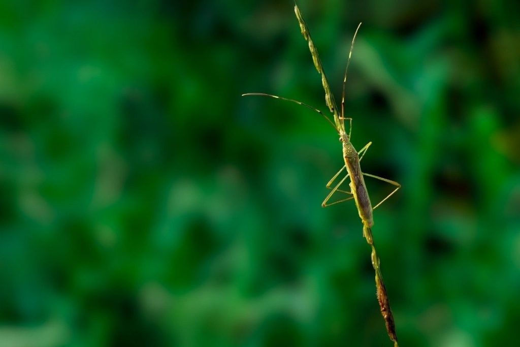 A rice bug taking rest