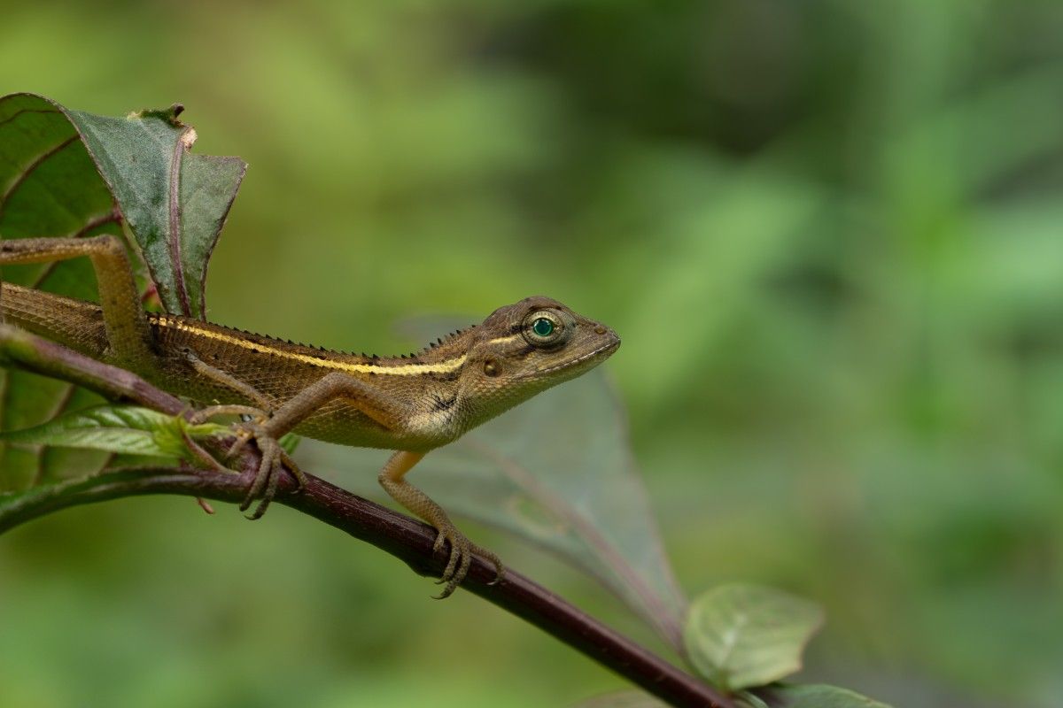 garden lizard walking on a branch 