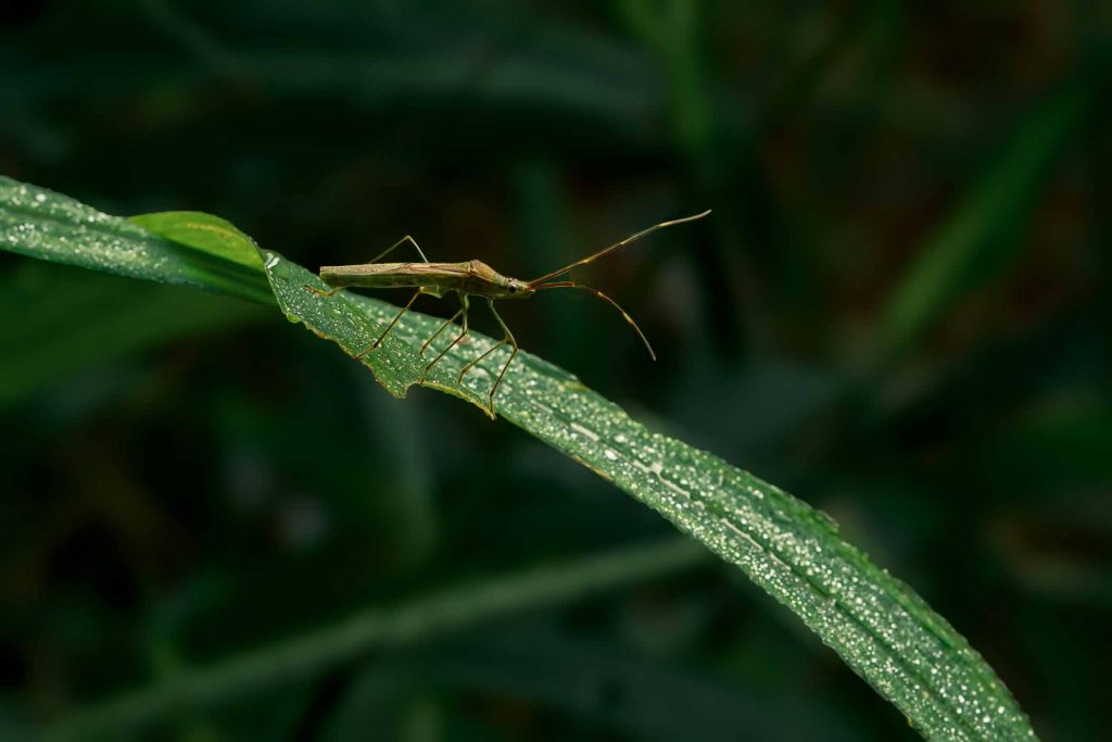 A rice ear bug on a grass blade.