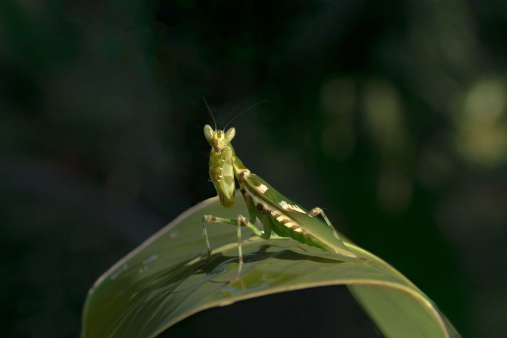 A green mantis sitting on a leaf.