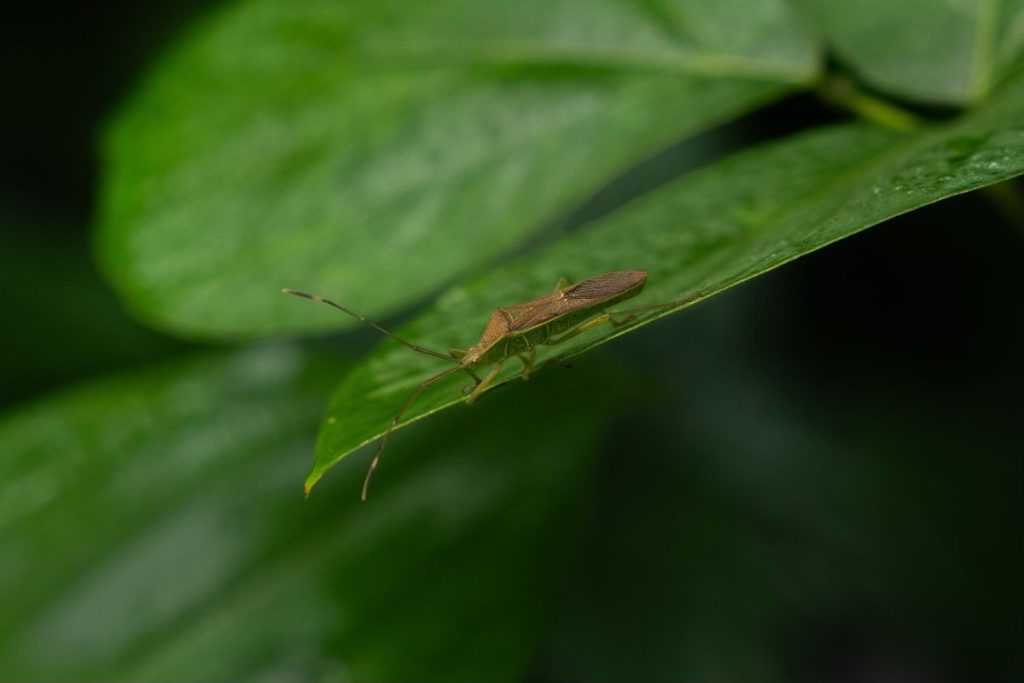 An insect looking towards camera