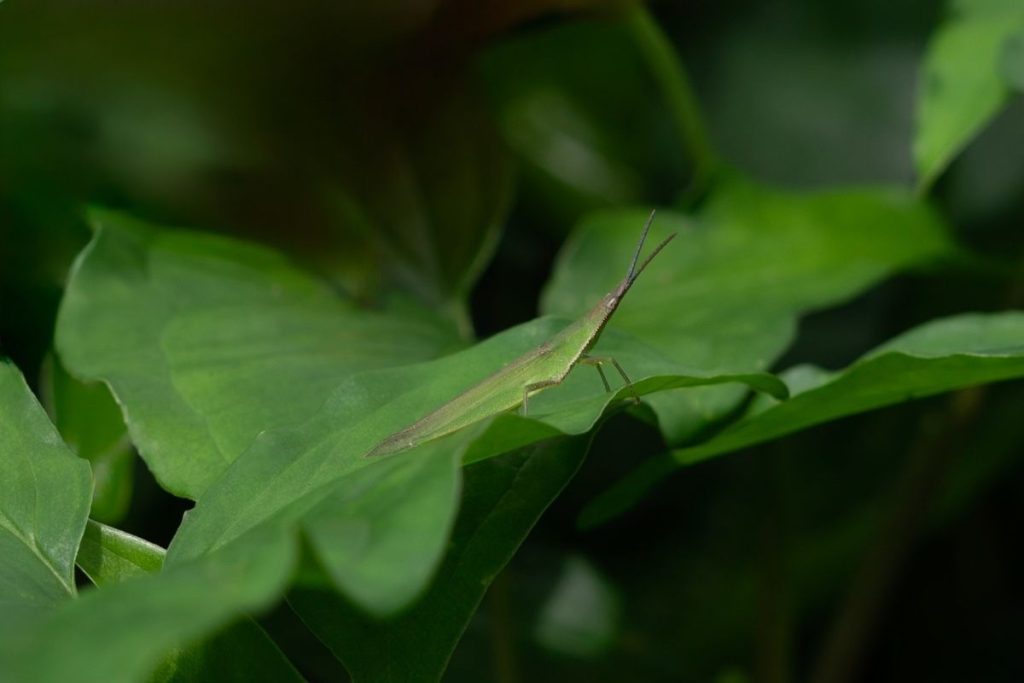 An insect sitting on a slide leaves