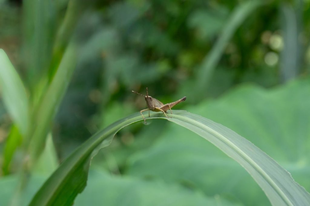 An insect sitting on a curved leaf